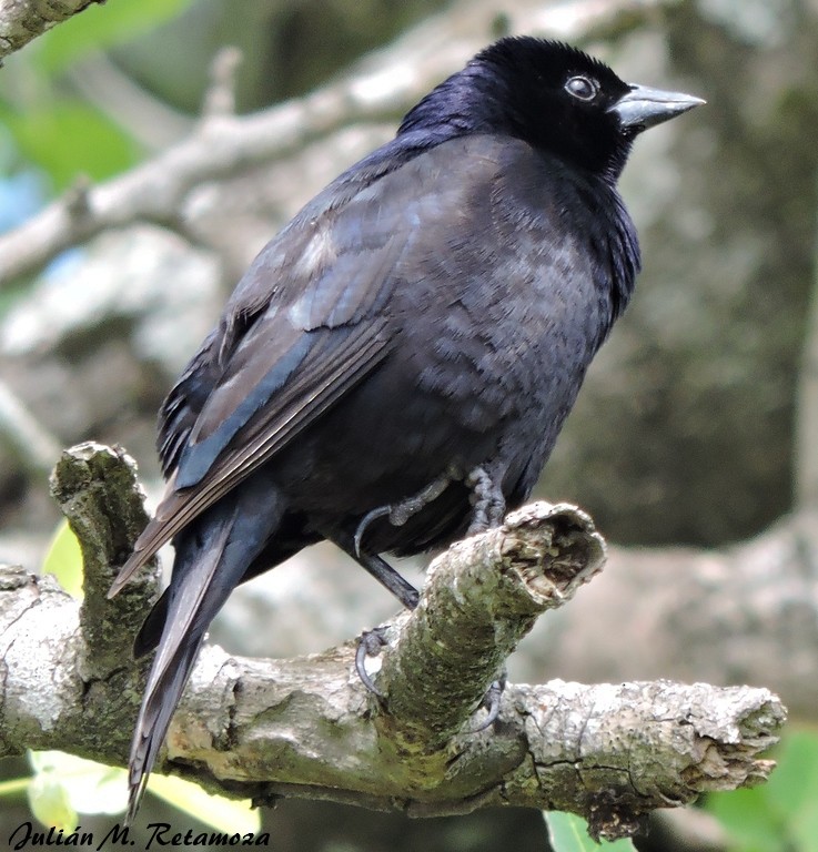 Shiny Cowbird - Aves de Formosa