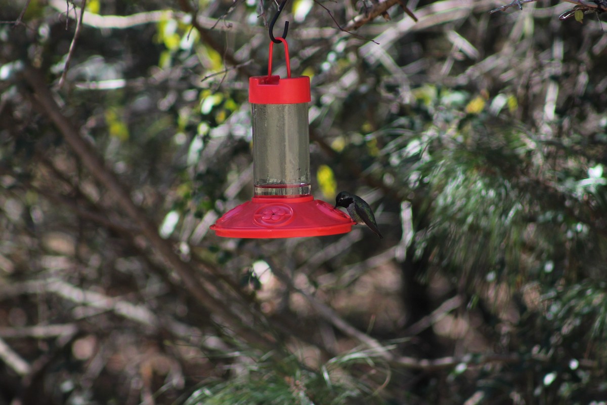 Anna's Hummingbird - ML73585841