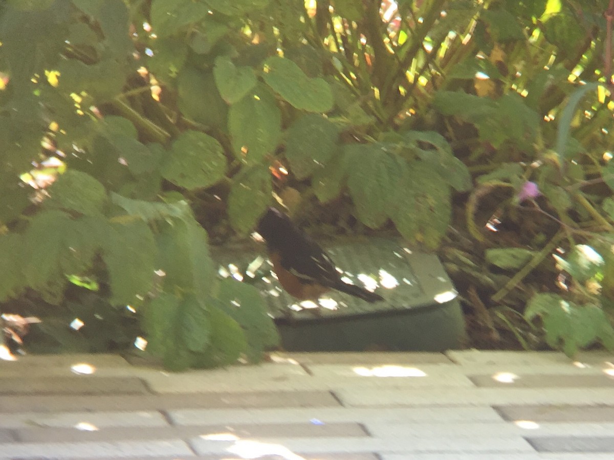 Eastern Towhee - Zach Poland