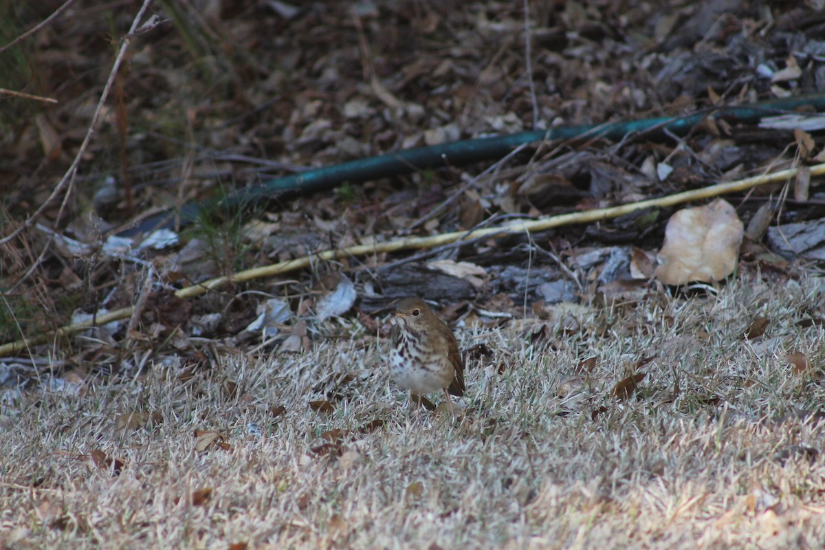 Hermit Thrush - ML73586471