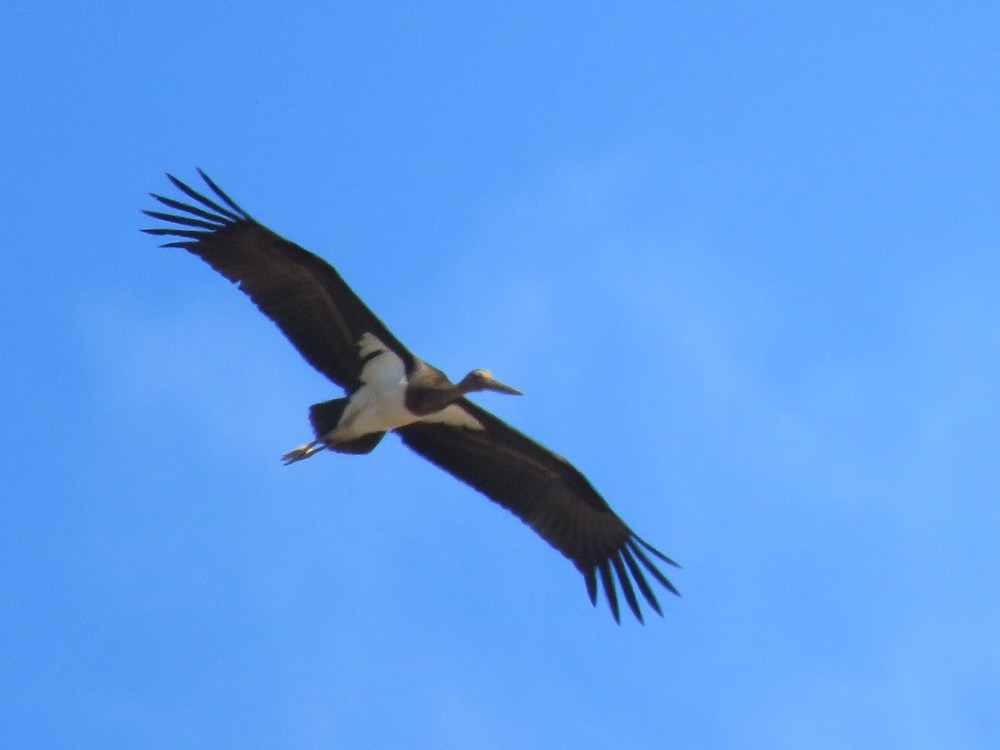 Black Stork - Pedro Fernandes