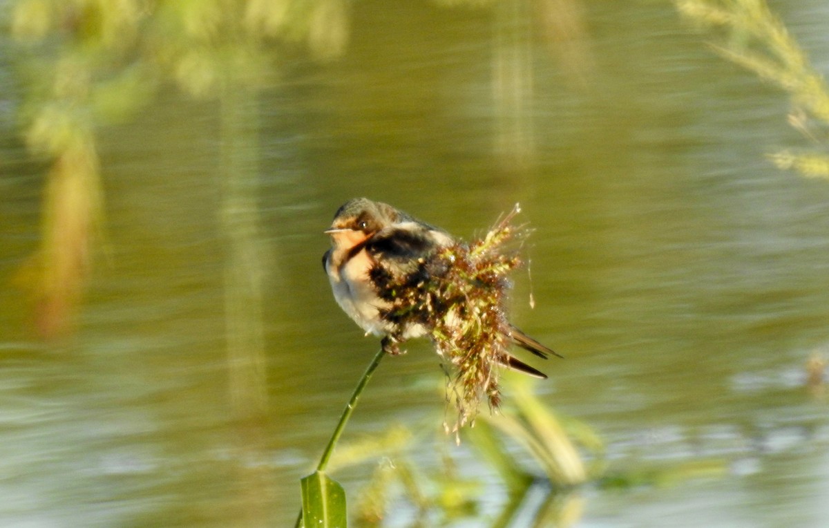 Barn Swallow - Van Remsen