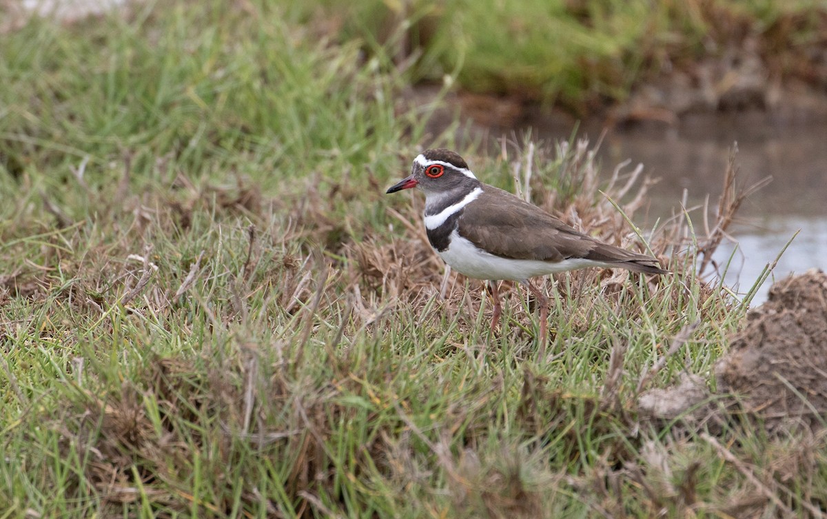 Three-banded Plover - Sam Woods/Tropical Birding Tours