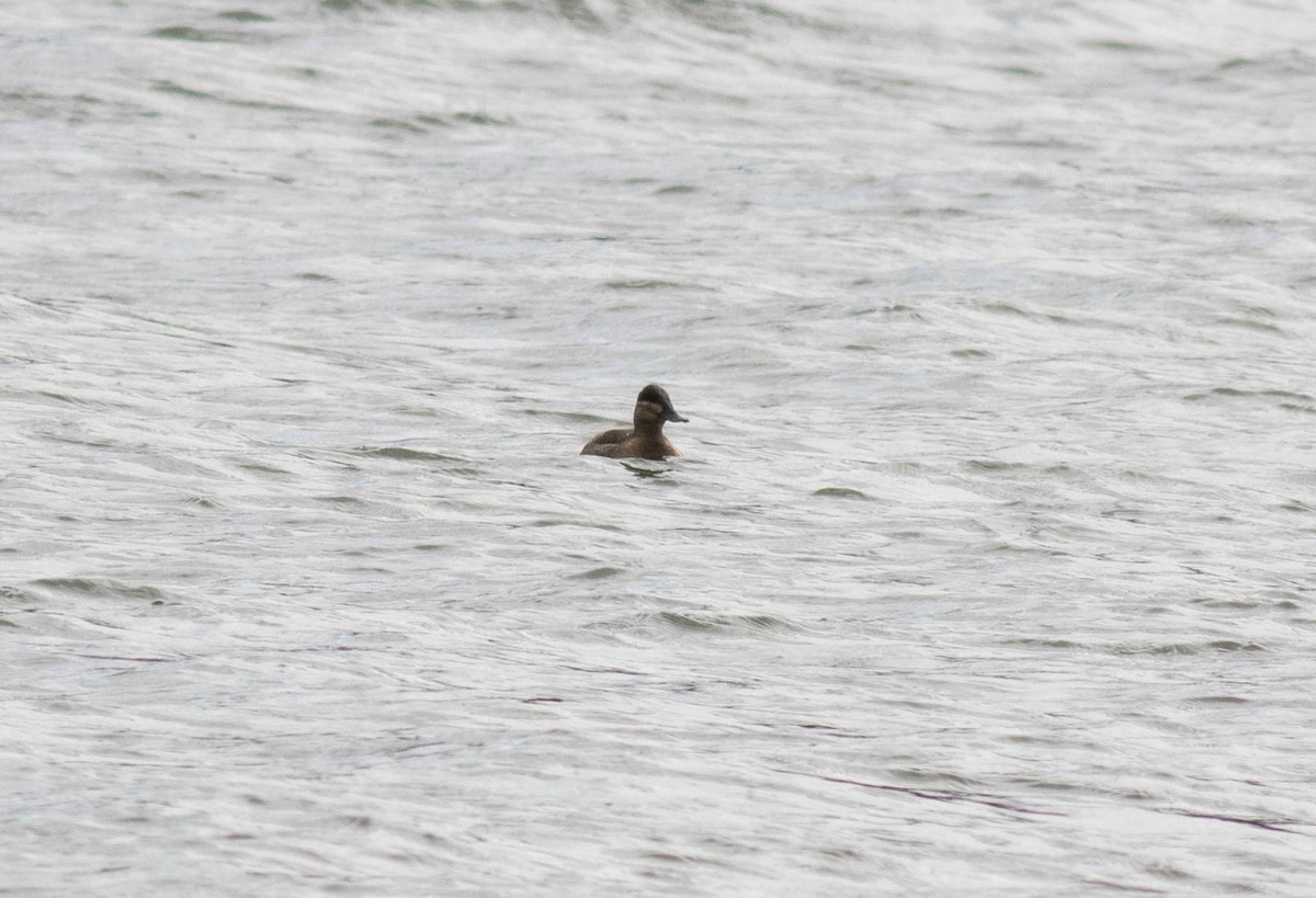 Ruddy Duck - ML73590691