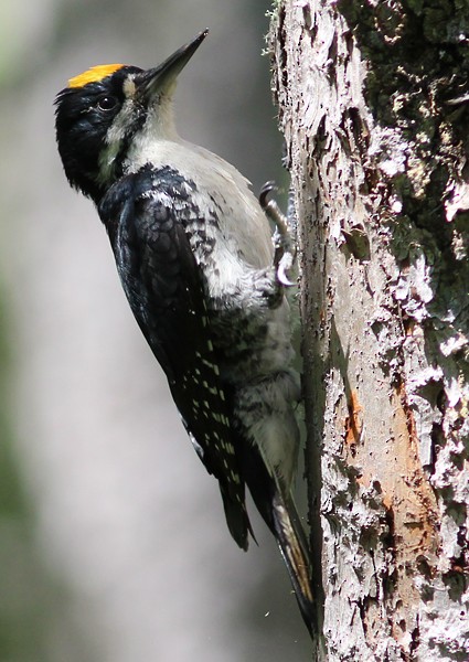 Black-backed Woodpecker - ML73591061