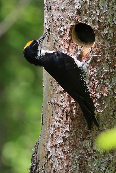 Black-backed Woodpecker - ML73591071