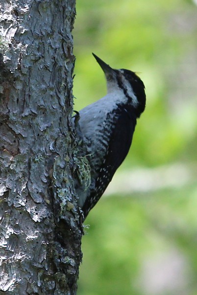 Black-backed Woodpecker - ML73591101