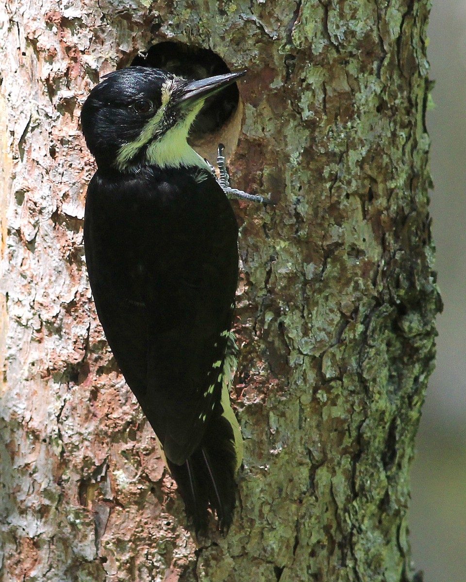 Black-backed Woodpecker - ML73591131
