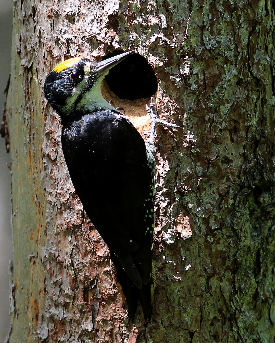 Black-backed Woodpecker - ML73591141