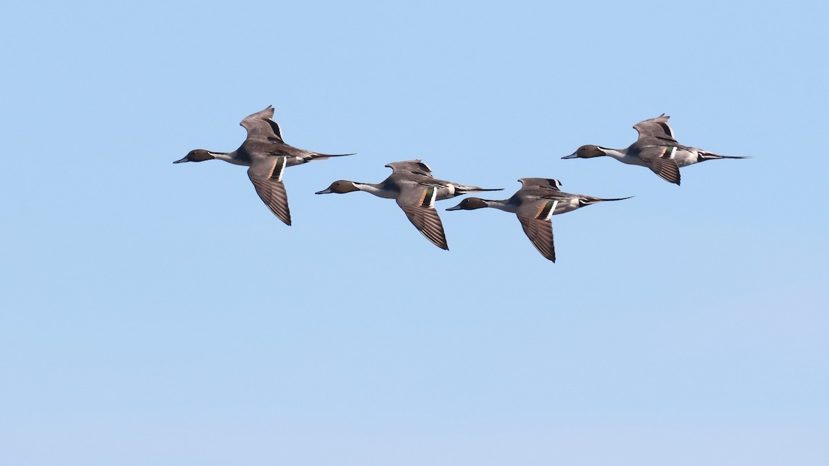 Northern Pintail - ML73592341