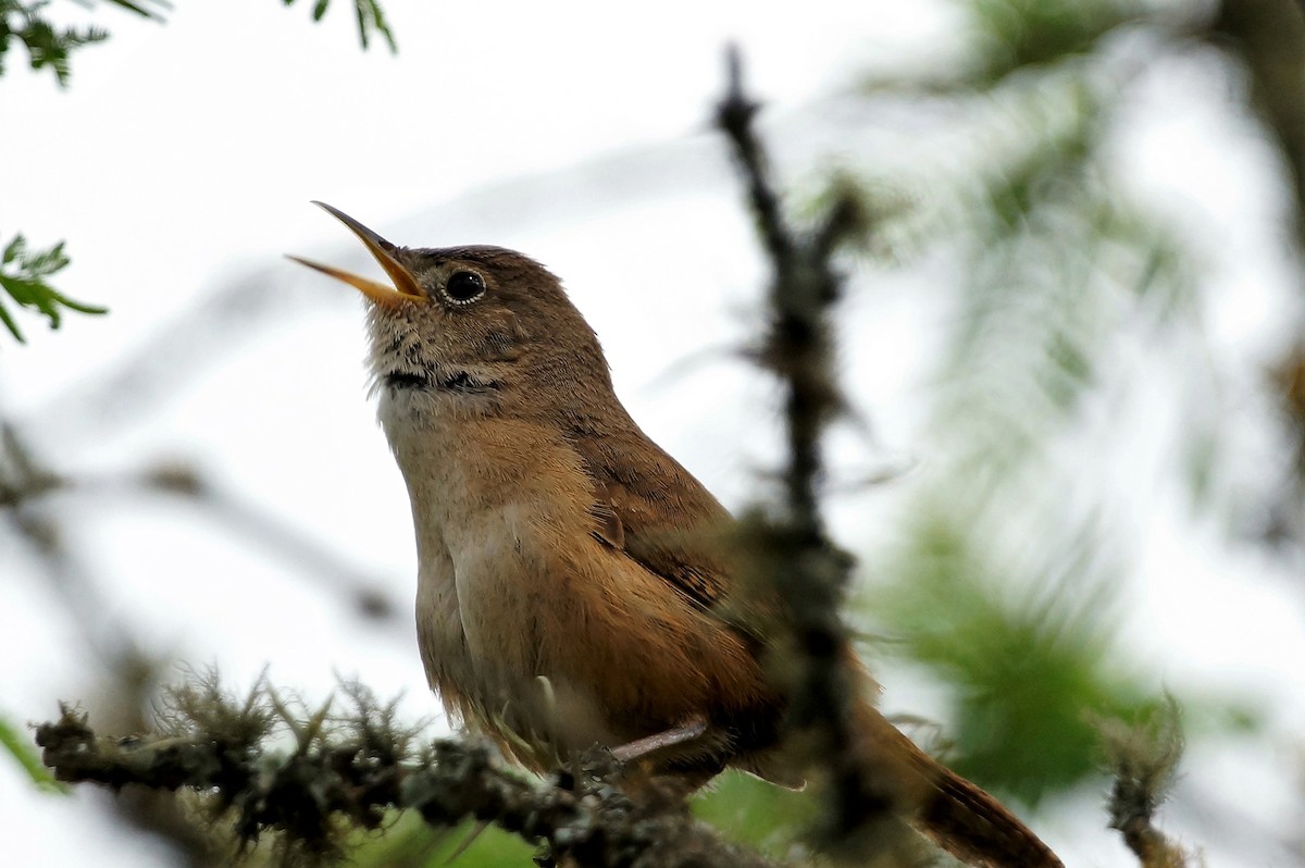 House Wren - Ernesto Ruggeri