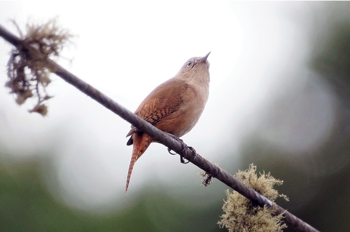 House Wren - Ernesto Ruggeri