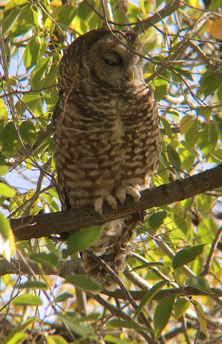 Spotted Owl - ML73594071