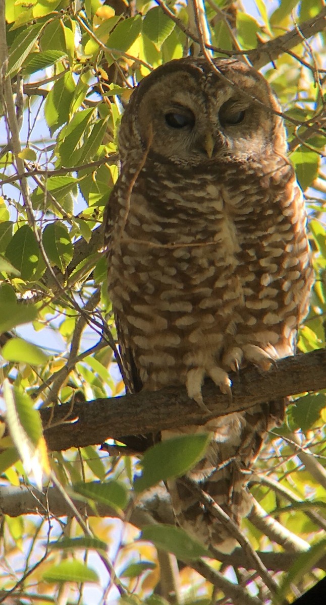 Spotted Owl - ML73594081