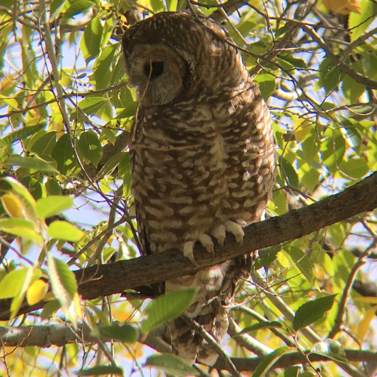 Spotted Owl - ML73594091