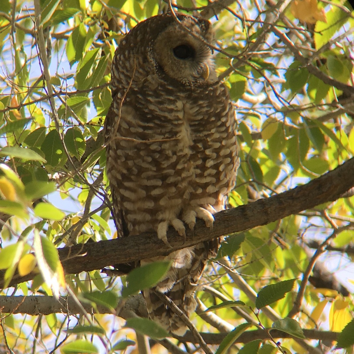 Spotted Owl - ML73594101