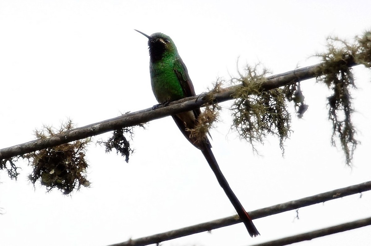 Red-tailed Comet - ML73594201