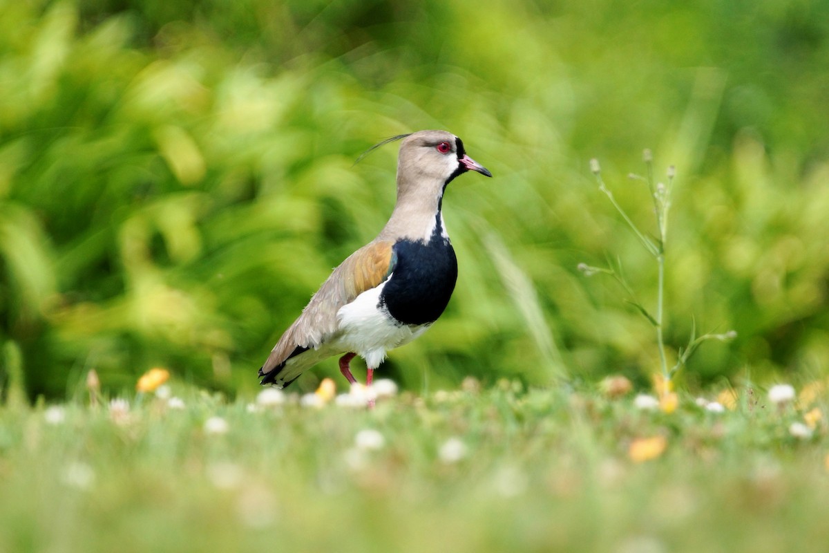 Southern Lapwing - ML73595161