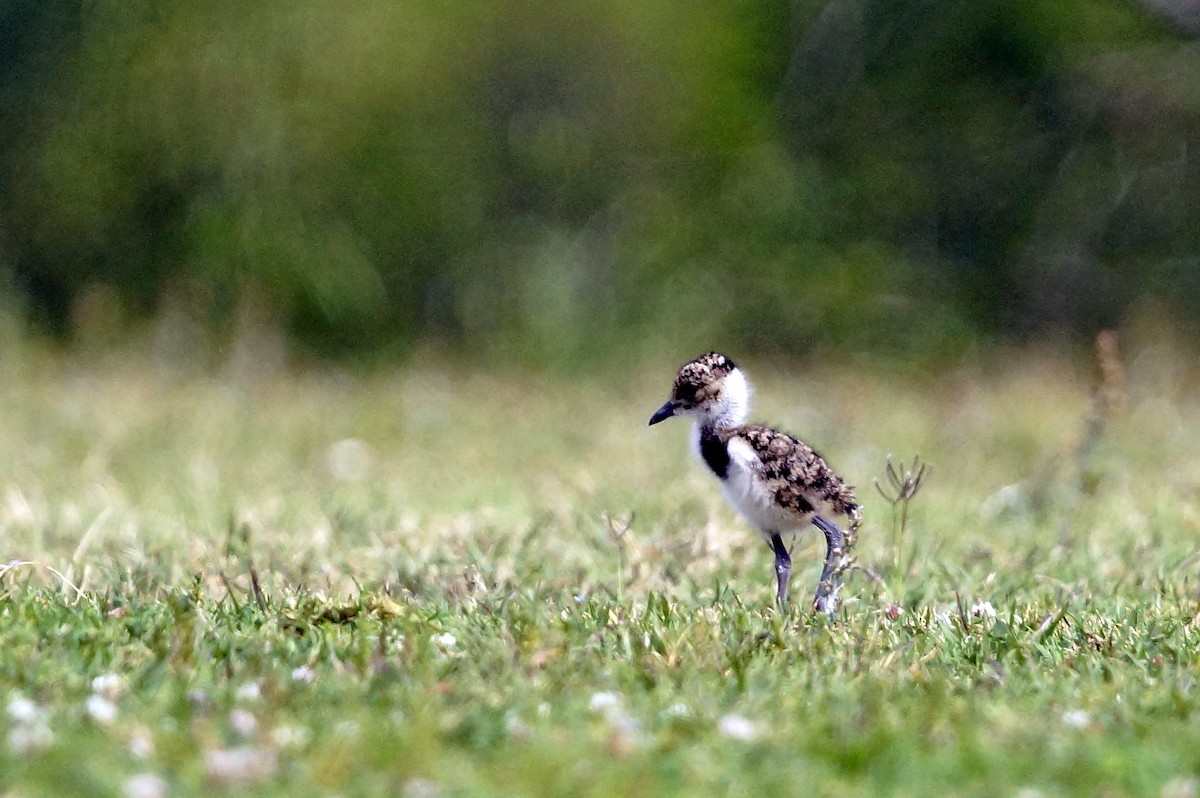 Southern Lapwing - ML73595231