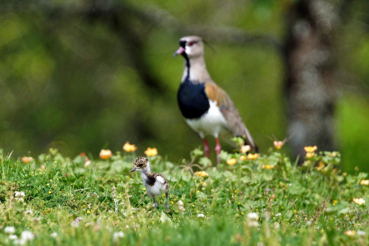 Southern Lapwing - ML73595261