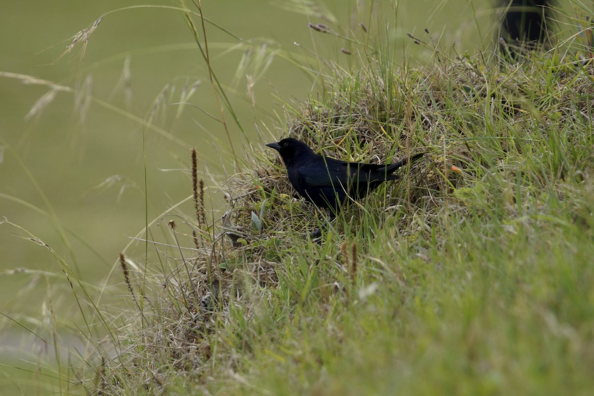 Shiny Cowbird - Ernesto Ruggeri