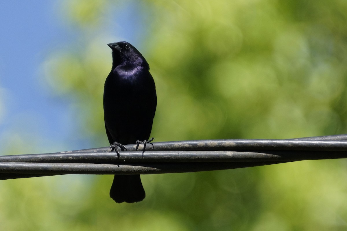 Shiny Cowbird - ML73595581