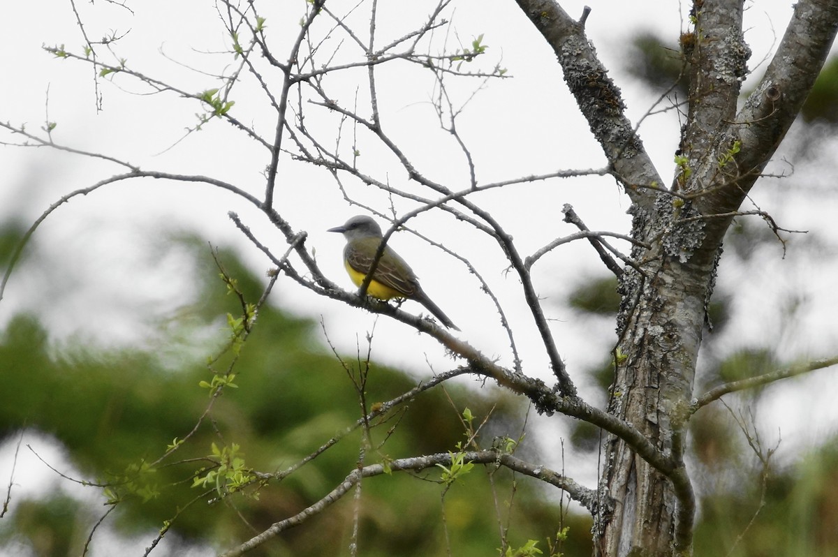 Tropical Kingbird - Ernesto Ruggeri