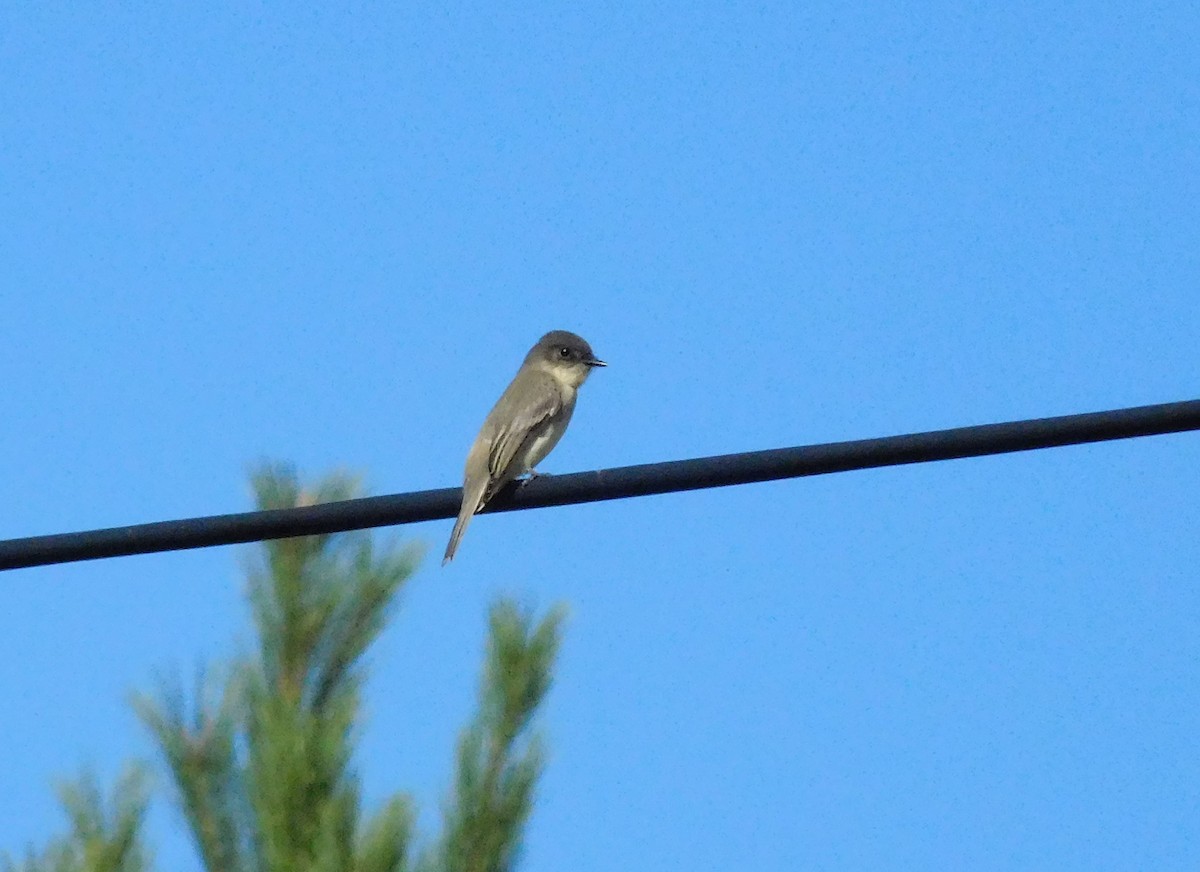 Eastern Phoebe - ML73596141
