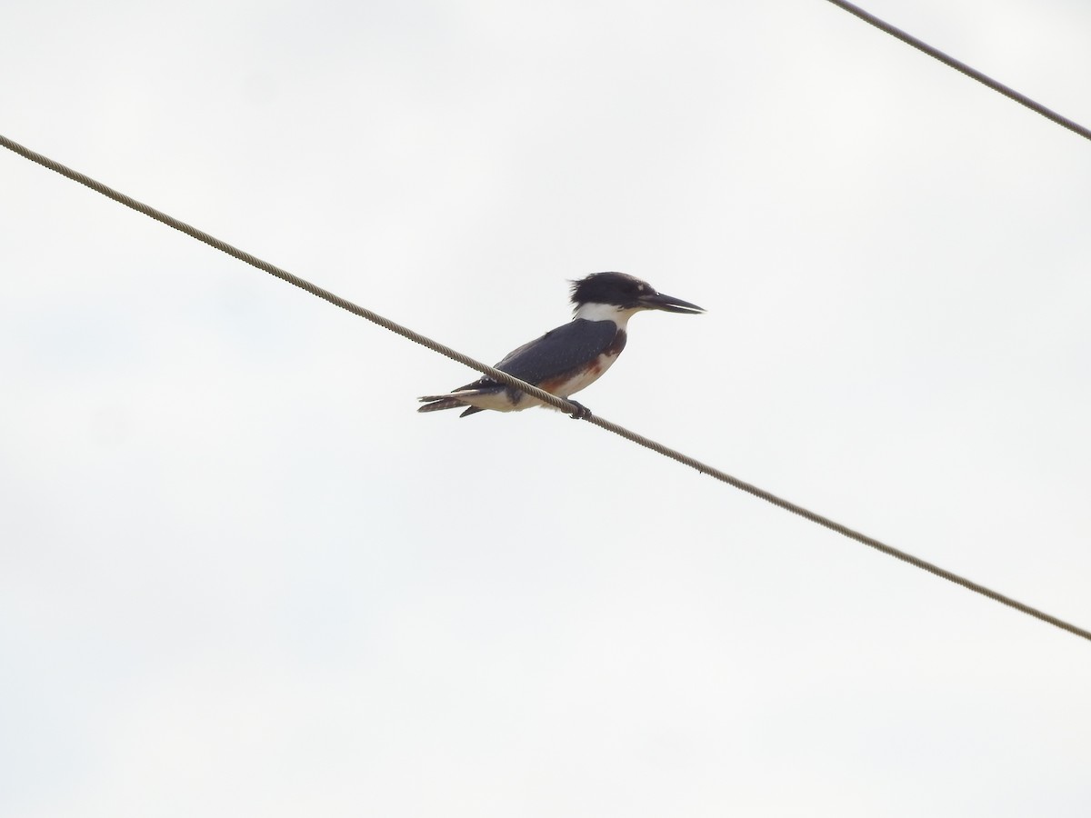 Belted Kingfisher - ML73596351