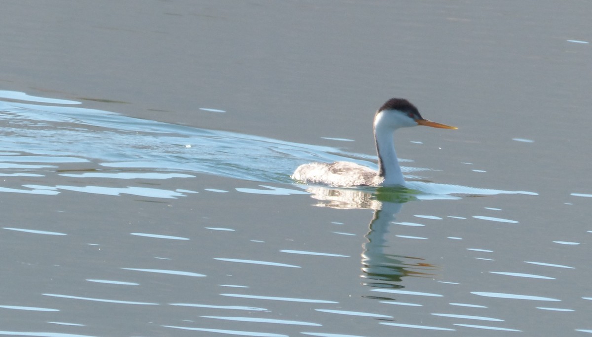 Clark's Grebe - ML73596671