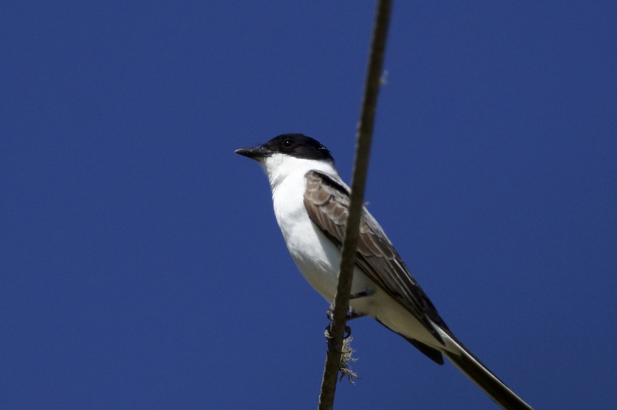 Fork-tailed Flycatcher - Ernesto Ruggeri