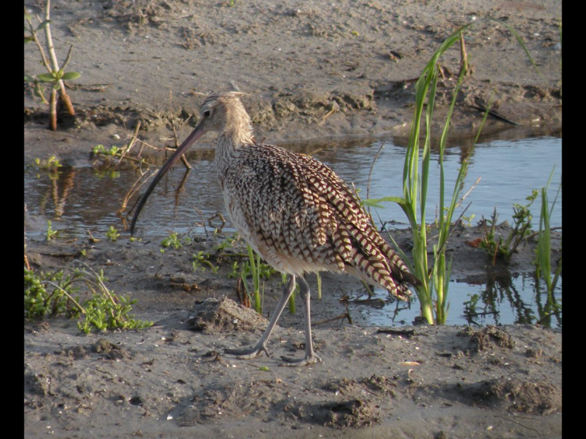 Long-billed Curlew - ML73596961