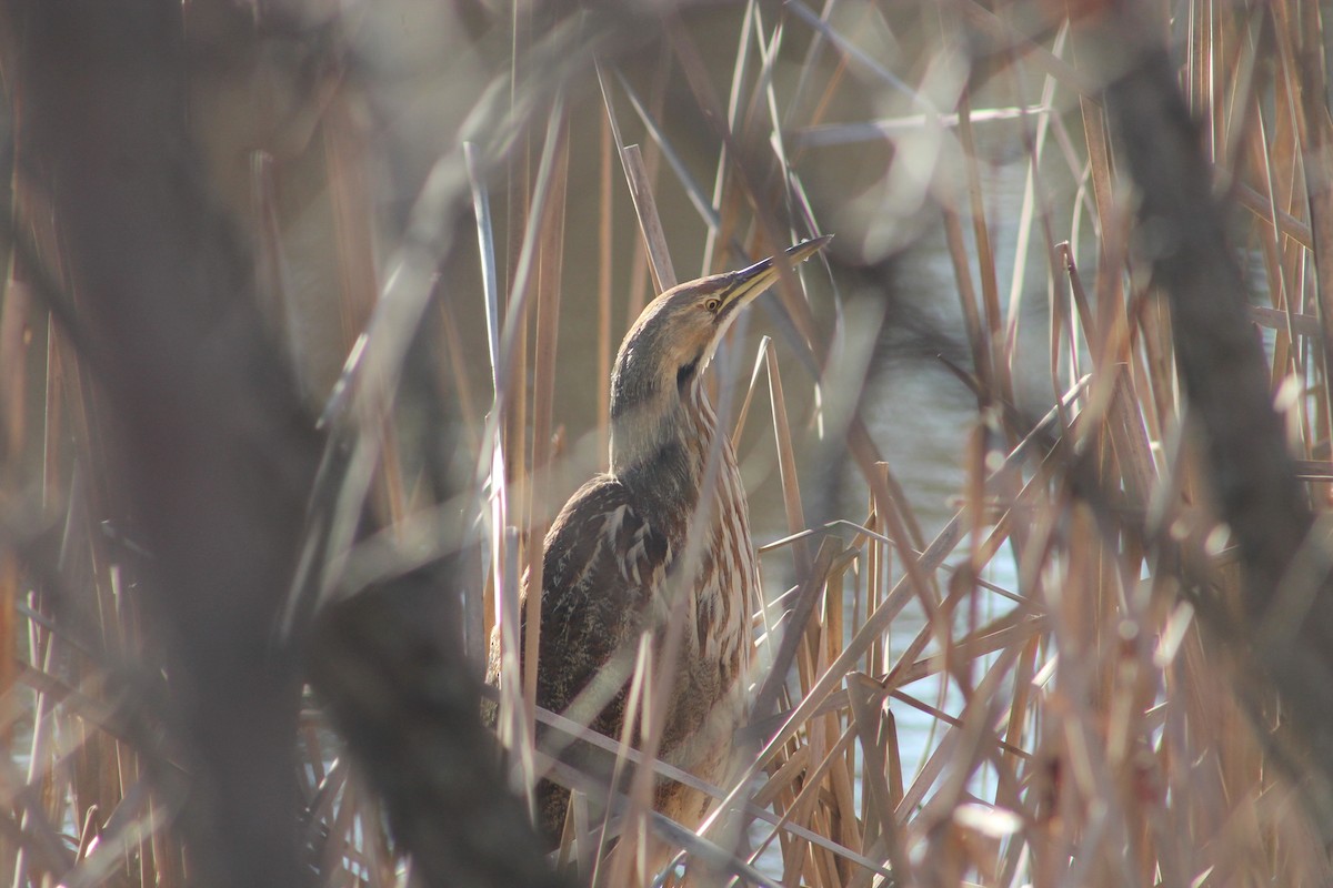 American Bittern - ML73597451