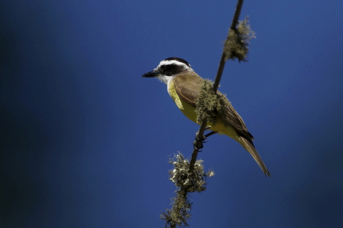 Great Kiskadee - ML73597601