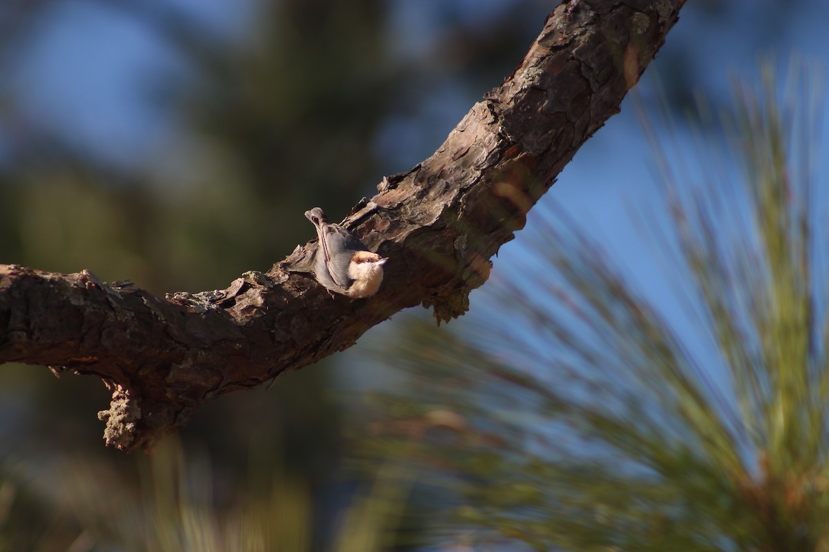 Brown-headed Nuthatch - ML73600051