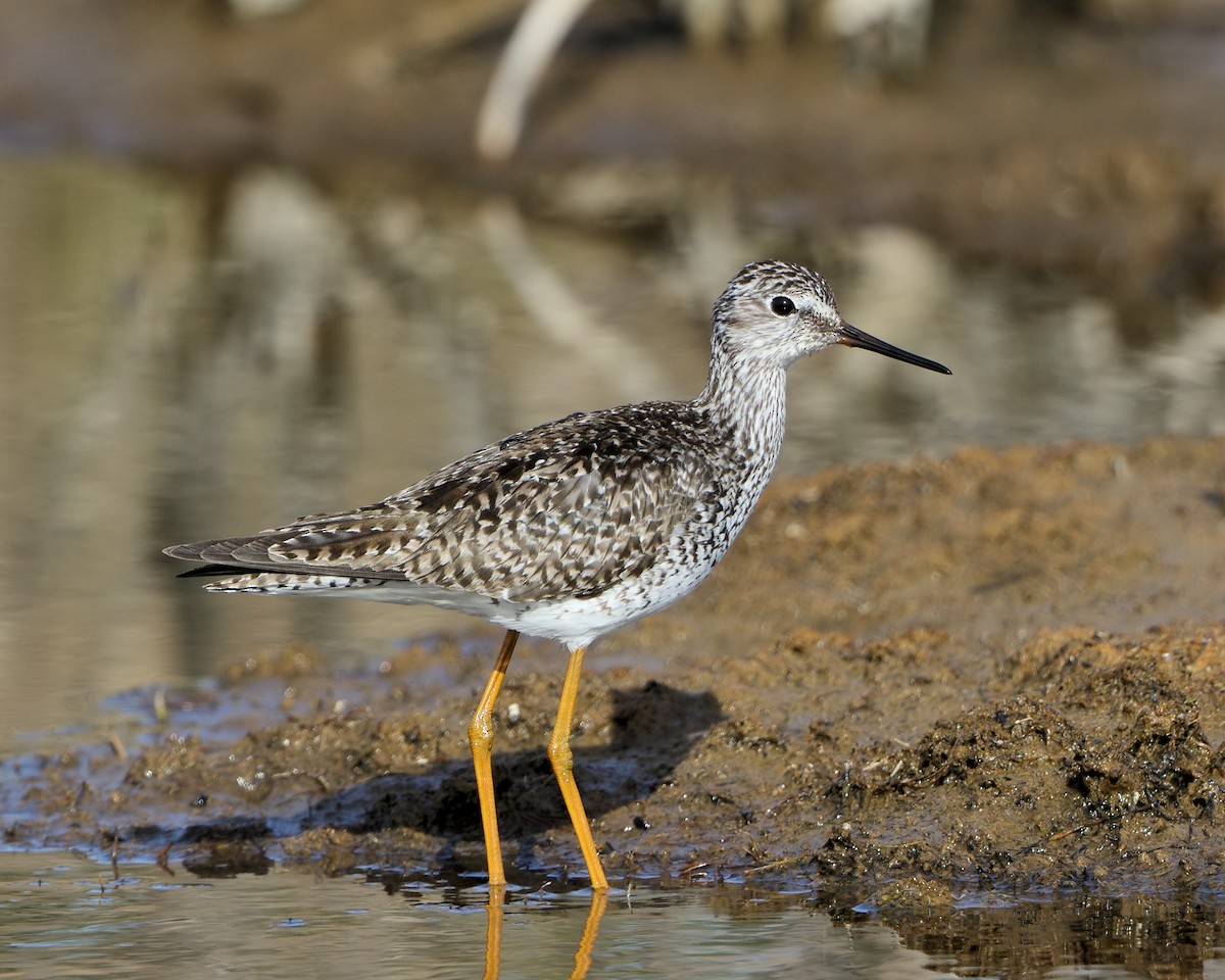 Lesser Yellowlegs - ML73602431