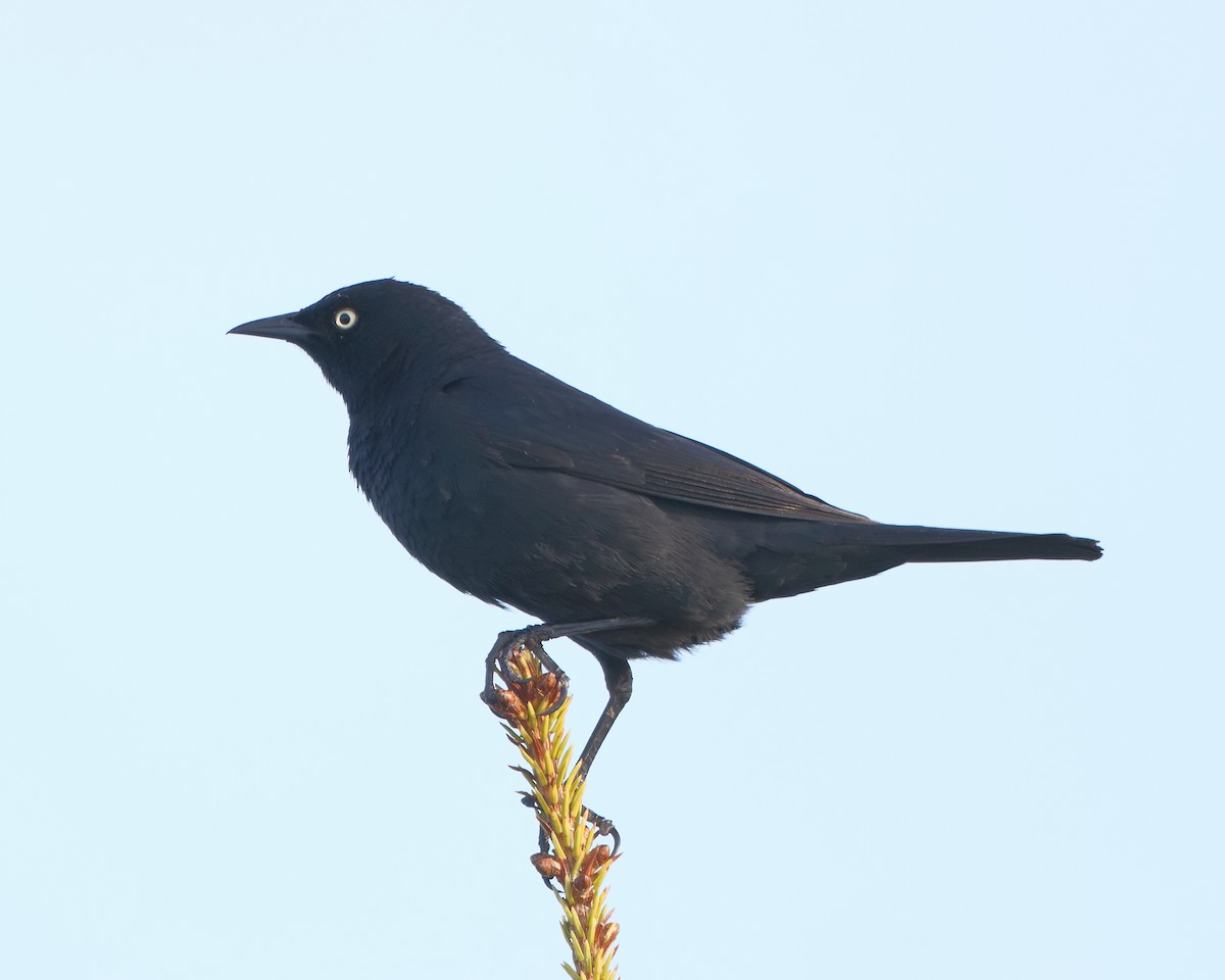 Rusty Blackbird - ML73603201