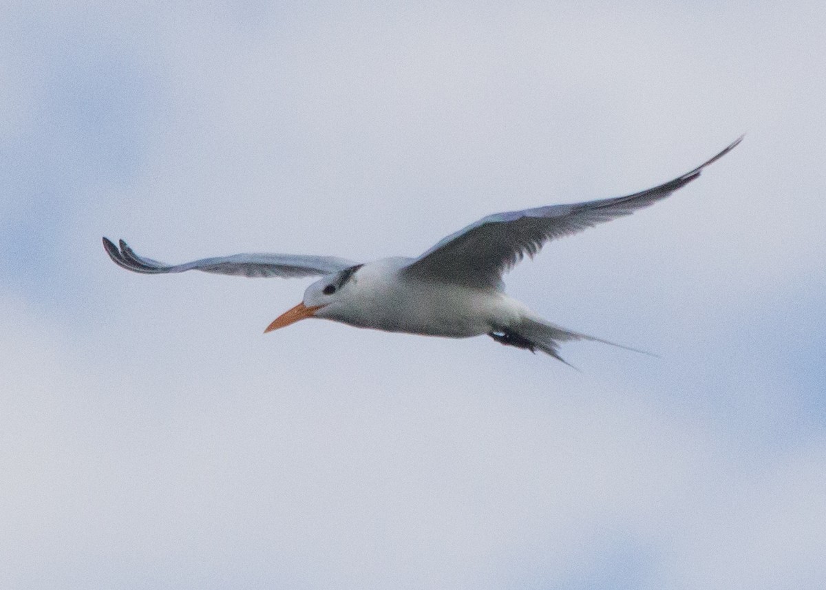 Royal Tern - ML73603841