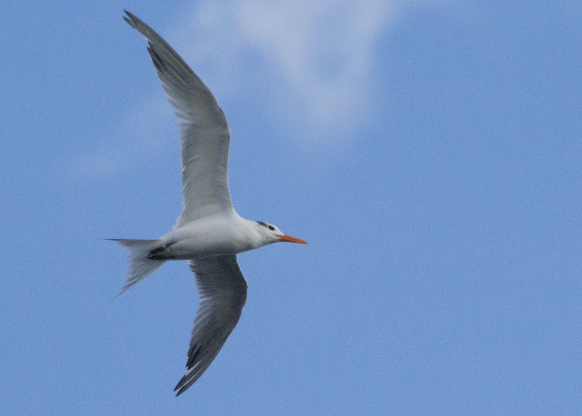 Royal Tern - ML73603851