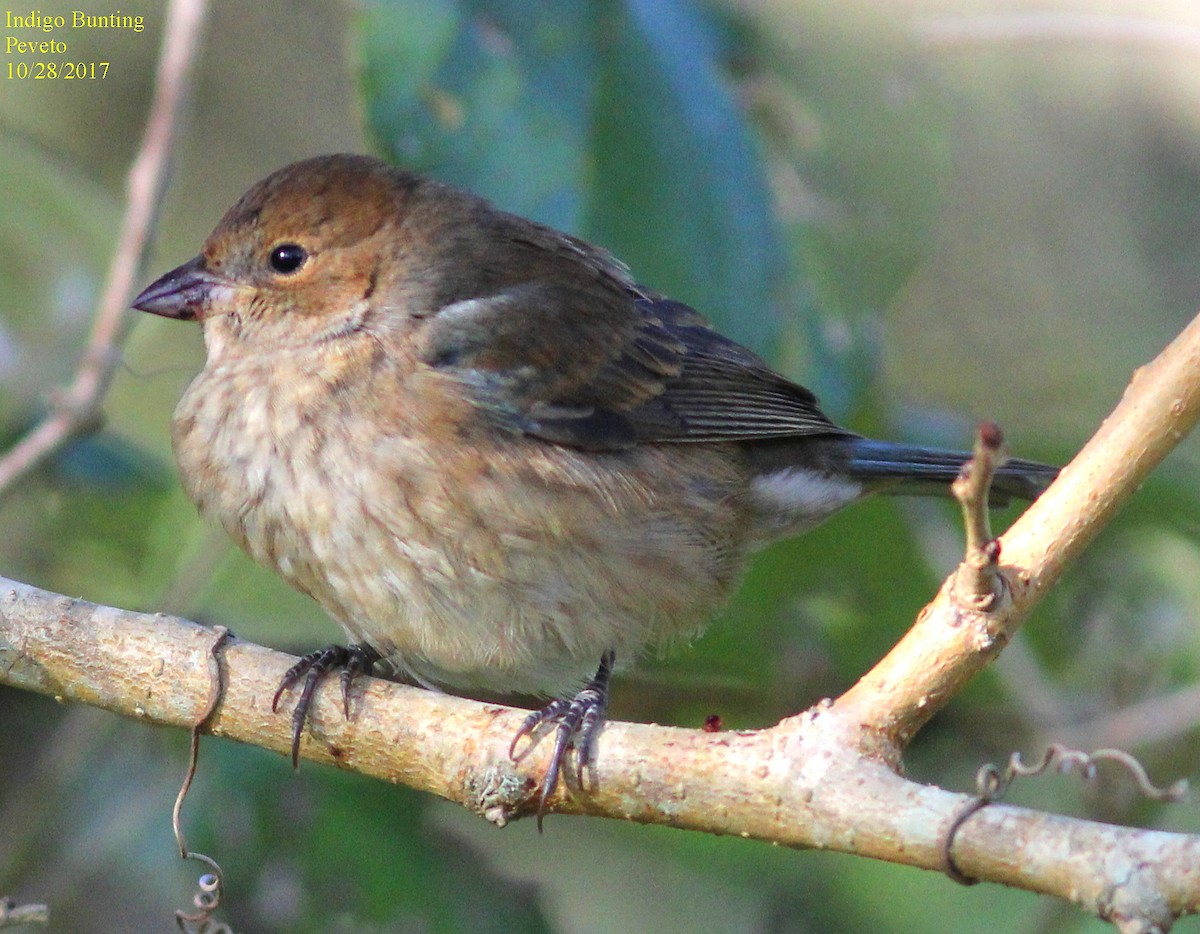 Indigo Bunting - Phillip Wallace