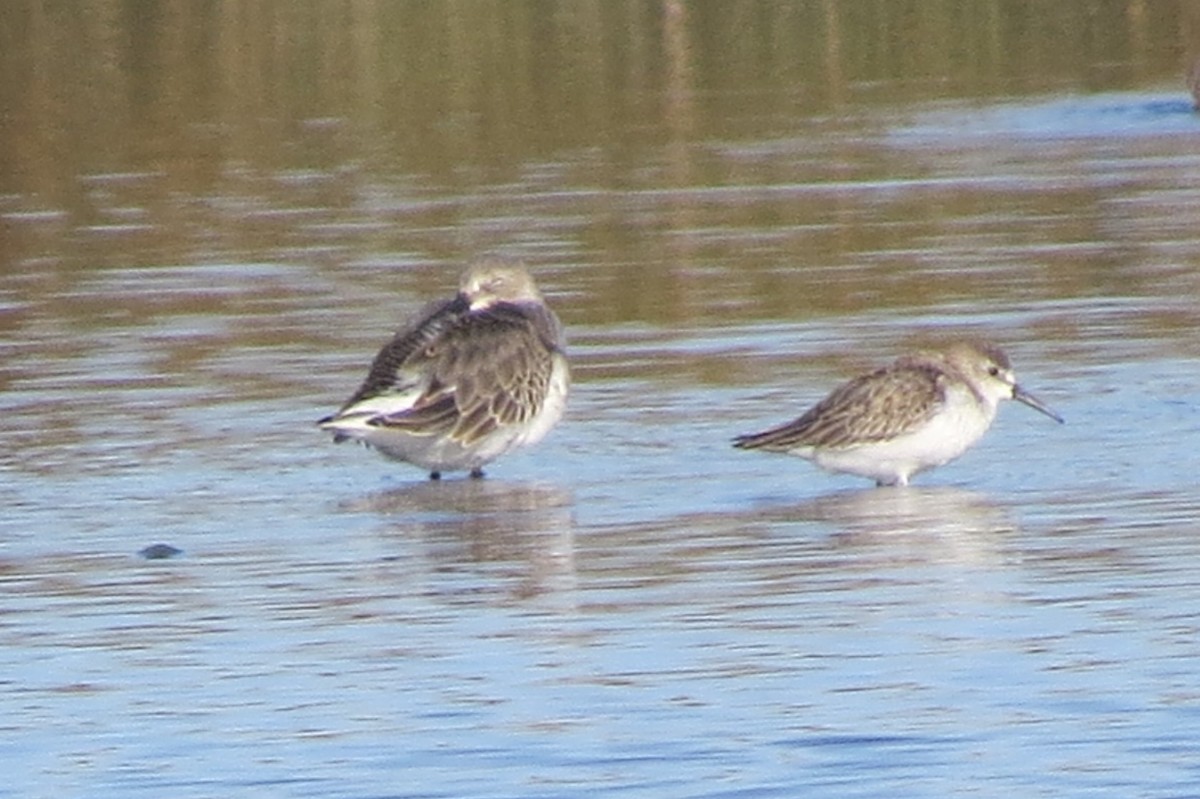 Western Sandpiper - Audrey Whitlock