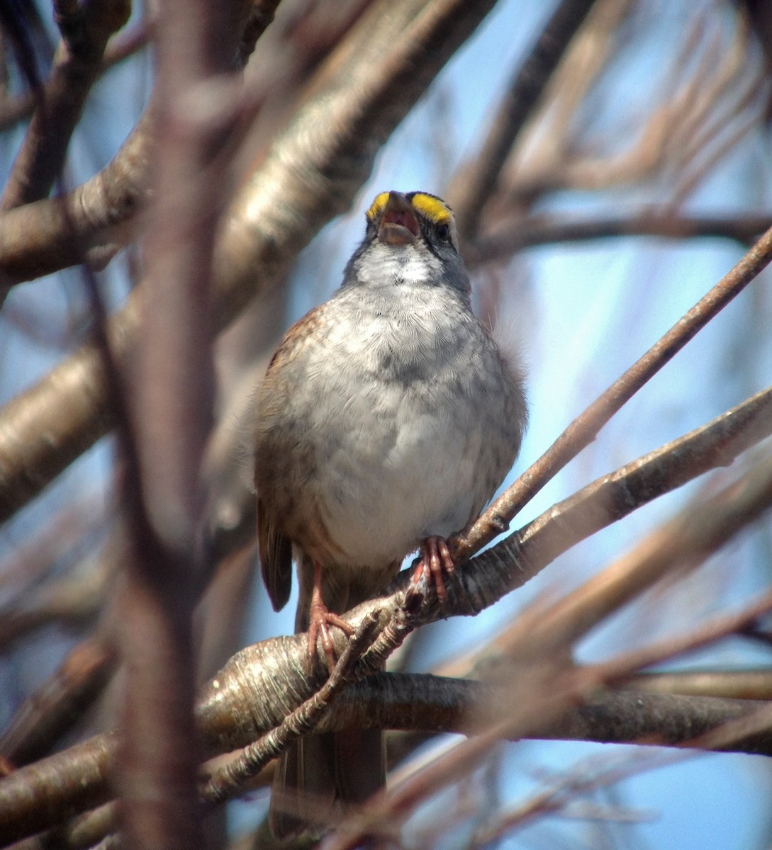 White-throated Sparrow - Niall Keogh