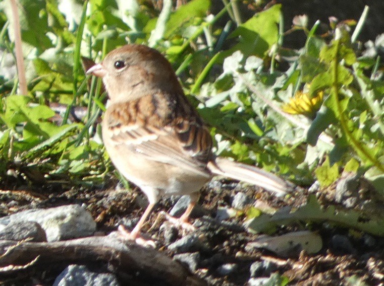 Field Sparrow - ML73611511