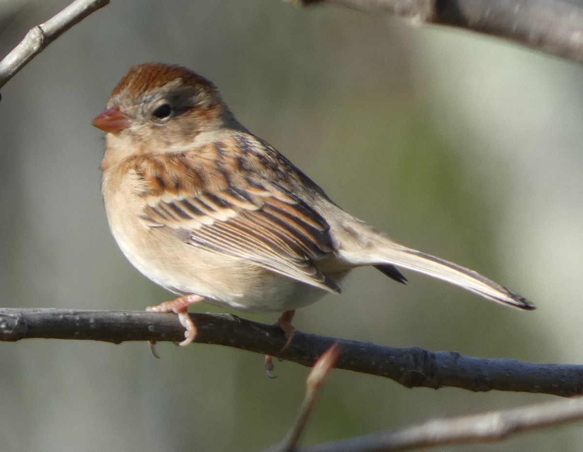 Field Sparrow - ML73611521