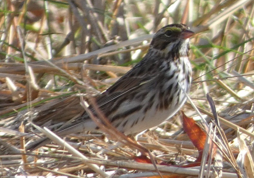 Savannah Sparrow - ML73611691