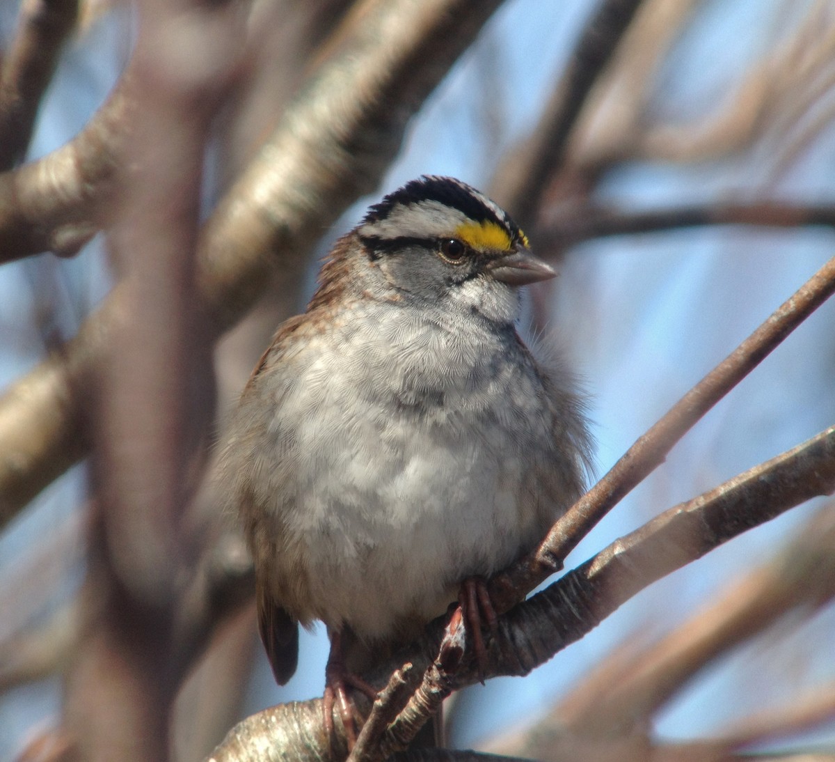 White-throated Sparrow - Niall Keogh