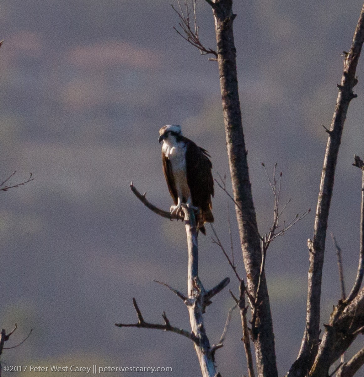 Osprey - Peter Carey