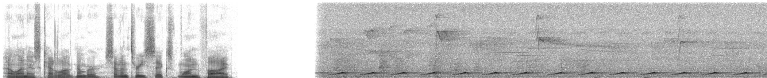 holub světleoký - ML73615