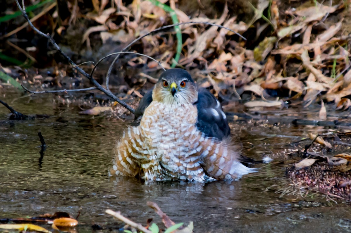 Sharp-shinned Hawk - ML73617081