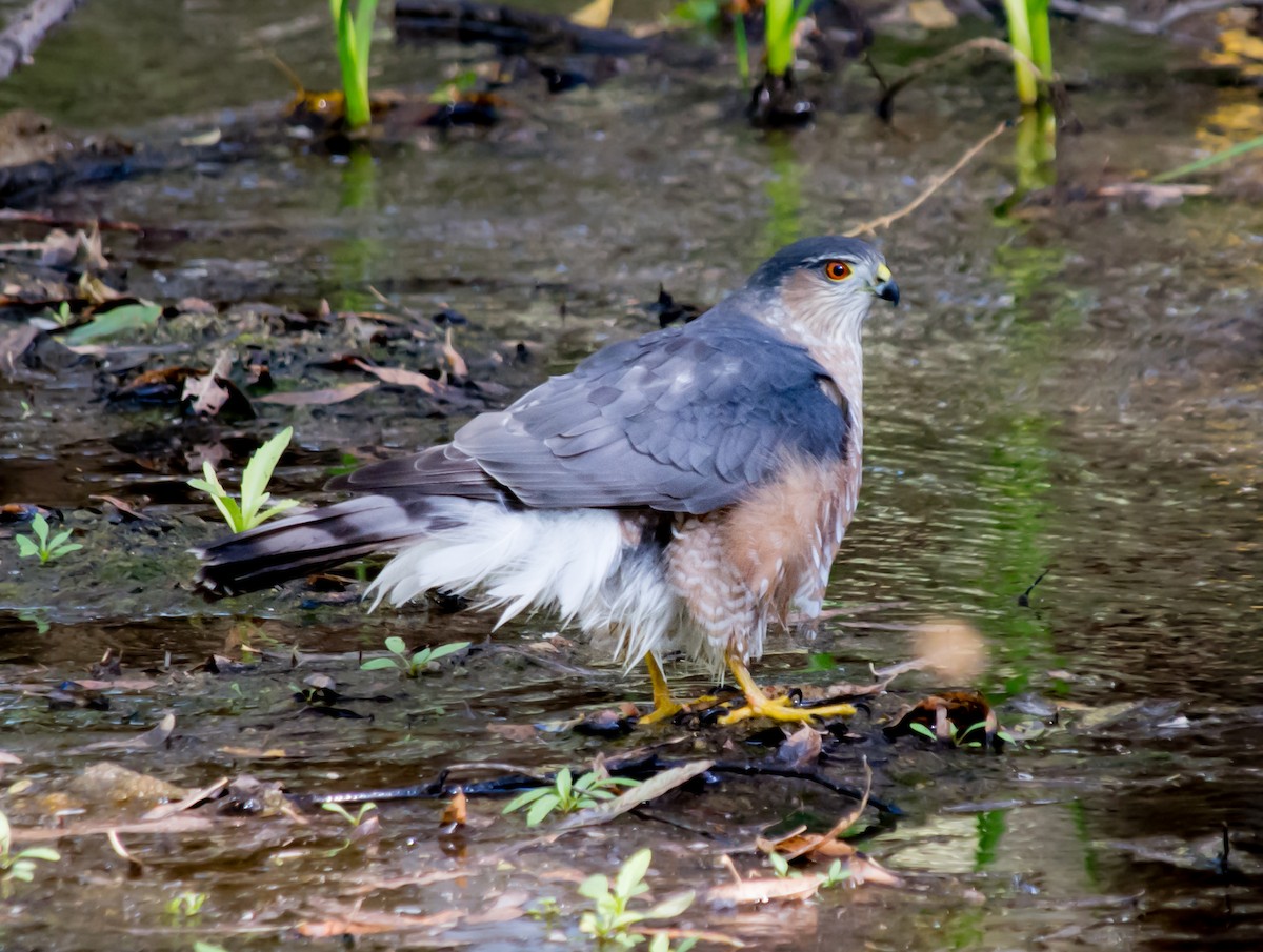 Sharp-shinned Hawk - ML73617091